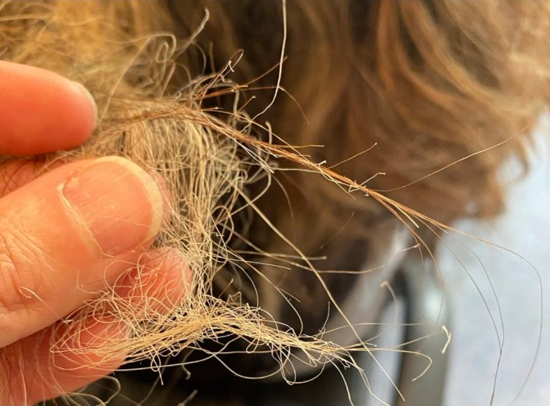 Cabello Dañado o Maltratado